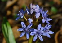 Ladoňka karpatská (Scilla kladnii)