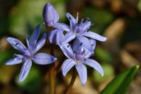 Ladoňka karpatská (Scilla kladnii)