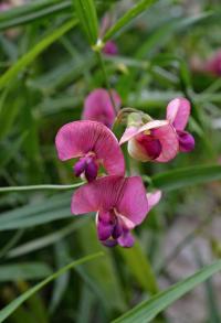 Hrachor širolistý (Lathyrus latifolius)