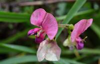 Hrachor širolistý (Lathyrus latifolius)