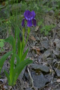 Kosatec bezlistý (Iris aphylla)