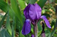 Kosatec bezlistý (Iris aphylla)