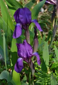 Kosatec bezlistý (Iris aphylla)