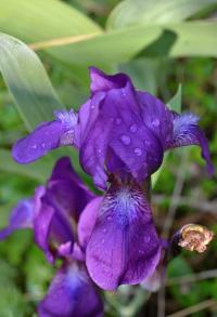 Kosatec bezlistý (Iris aphylla)