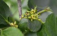 Řešetlák počistivý (Rhamnus cathartica)