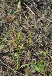 Ostřice plstnatá (Carex tomentosa)