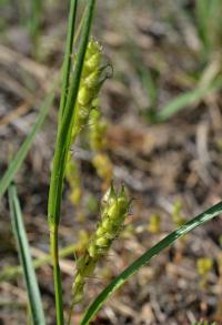 Ostřice plstnatá (Carex tomentosa)