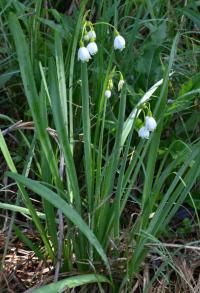 Bledule letní (Leucojum aestivum)