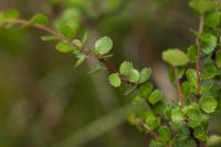 Bříza trpasličí (Betula nana)