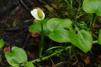Ďáblík bahenní (Calla palustris)