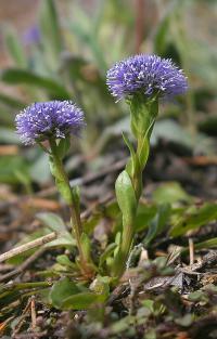 Koulenka prodloužená (Globularia bisnagarica)
