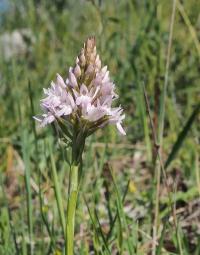 Rudohlávek jehlancovitý (Anacamptis pyramidalis)