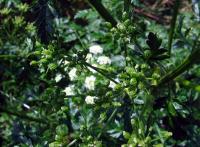 Bolehlav plamatý (Conium maculatum)