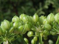 Bolehlav plamatý (Conium maculatum)