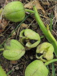 Hyacint východní (Hyacinthus orientalis)