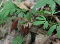 Dymnivka plná (Corydalis solida)