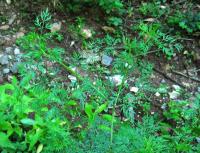 Tetlucha kozí pysk vznešená (Aethusa cynapium subsp elata)