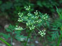 Tetlucha kozí pysk vznešená (Aethusa cynapium subsp elata)