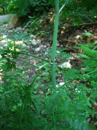 Tetlucha kozí pysk vznešená (Aethusa cynapium subsp elata)
