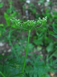 Tetlucha kozí pysk vznešená (Aethusa cynapium subsp elata)