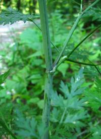 Tetlucha kozí pysk vznešená (Aethusa cynapium subsp elata)