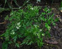 Tetlucha kozí pysk (Aethusa cynapium)