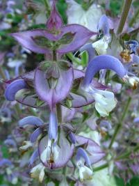 Šalvěj muškátová (Salvia sclarea) Šalvěj muškátová (Salvia sclarea)