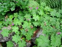 Kakost oddenkatý (Geranium macrorrhizum)