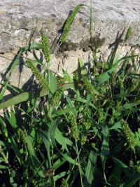 Bér zelený (Setaria viridis)