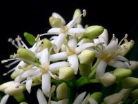 Svída výběžkatá (Cornus sericea)