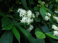 Svída výběžkatá (Cornus sericea)