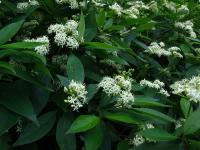 Svída výběžkatá (Cornus sericea)