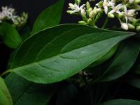 Svída výběžkatá (Cornus sericea)
