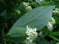 Svída výběžkatá (Cornus sericea)