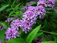 Komule střídavolistá (Buddleja alternifolia) Komule střídavolistá (Buddleja alternifolia)