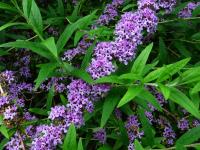 Komule střídavolistá (Buddleja alternifolia) Komule střídavolistá (Buddleja alternifolia)