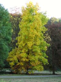 Ořechovec vejčitý (Carya ovata)