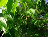 Ořechovec vejčitý (Carya ovata)