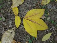 Ořechovec vejčitý (Carya ovata)