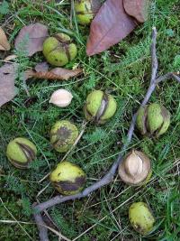 Ořechovec vejčitý (Carya ovata)