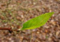 Zimolez vonný (Lonicera fragrantissima)