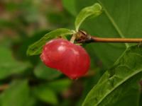 Zimolez vonný (Lonicera fragrantissima)