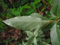 Hlošina stříbrná (Elaeagnus commutata)