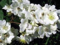 Růže mnohokvětá (Rosa multiflora)