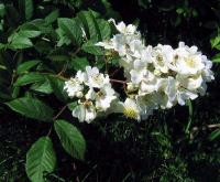 Růže mnohokvětá (Rosa multiflora)