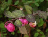 Pámelník červenoplodý (Symphoricarpos orbiculatus)