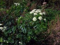Bolehlav plamatý (Conium maculatum)