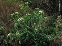 Bolehlav plamatý (Conium maculatum)