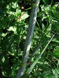Bolehlav plamatý (Conium maculatum)