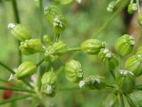 Bolehlav plamatý (Conium maculatum)